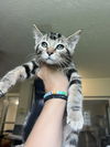 adoptable Cat in  named Lainey