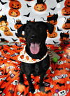 adoptable Dog in  named Ember