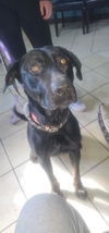 adoptable Dog in  named DANTE