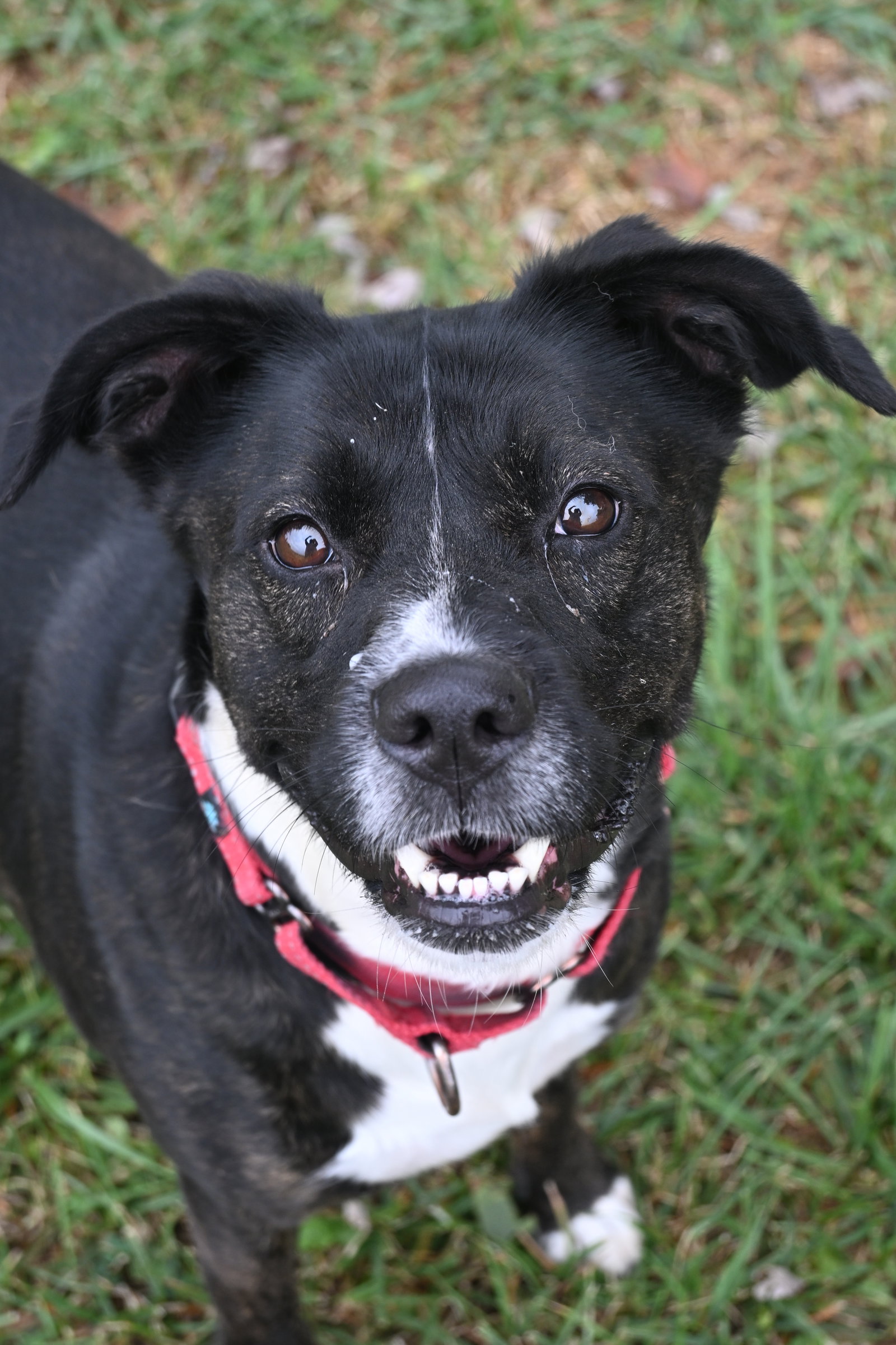 MOLLY Image