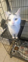 adoptable Cat in , IL named DOJA