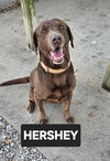 HERSHEY - Photo 2