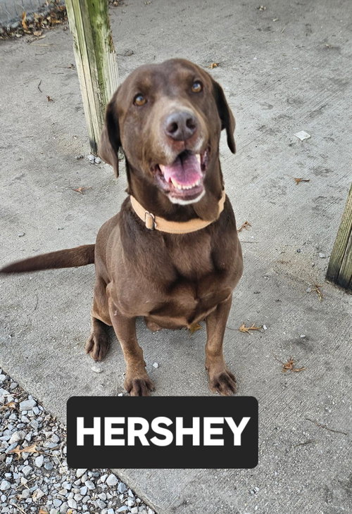 HERSHEY - Chocolate Labrador Retriever available for adoption