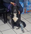 adoptable Dog in , IL named Cricket