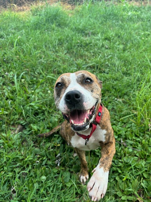 picture of the dog needing adoption