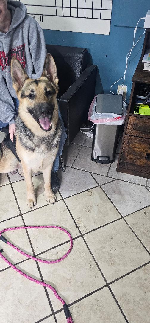adoptable Dog in Du Quoin, IL named Charlie