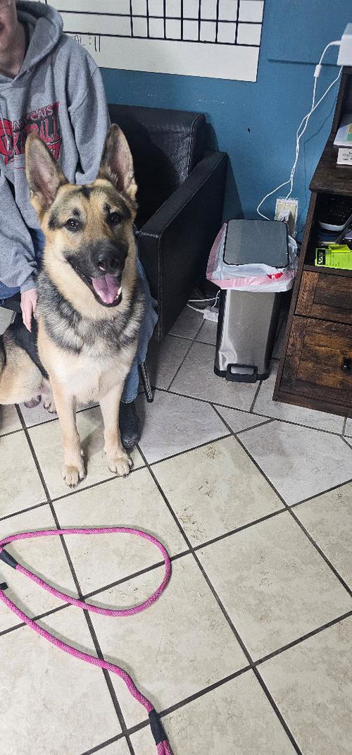 picture of the dog needing adoption