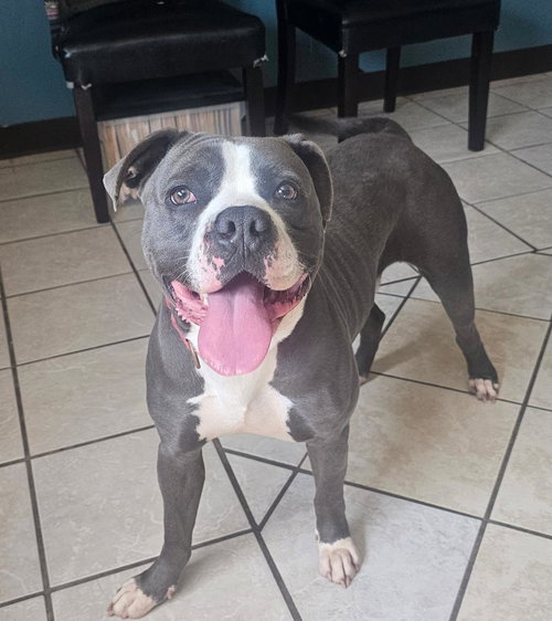 picture of the dog needing adoption