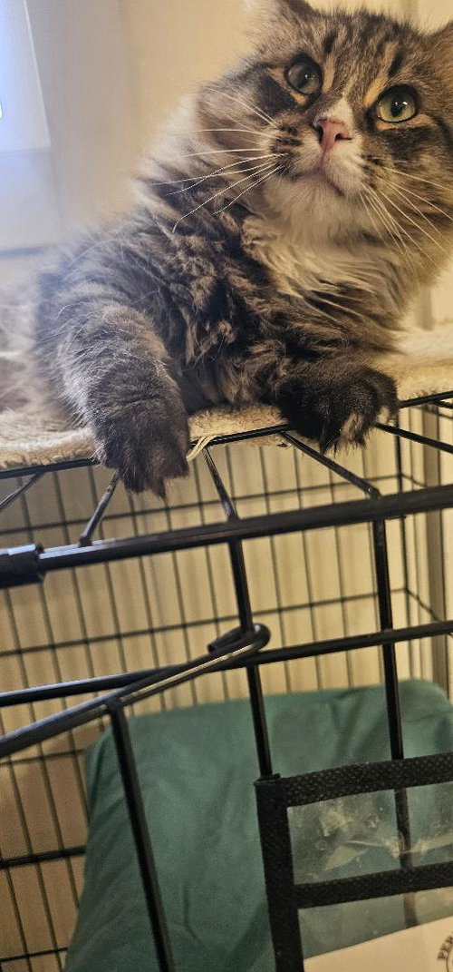 picture of the cat needing adoption