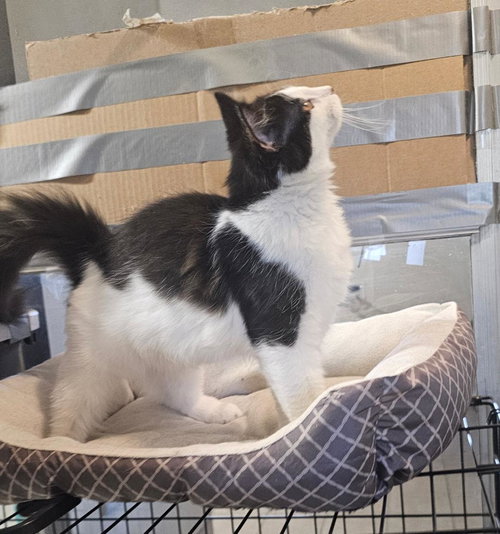 picture of the cat needing adoption