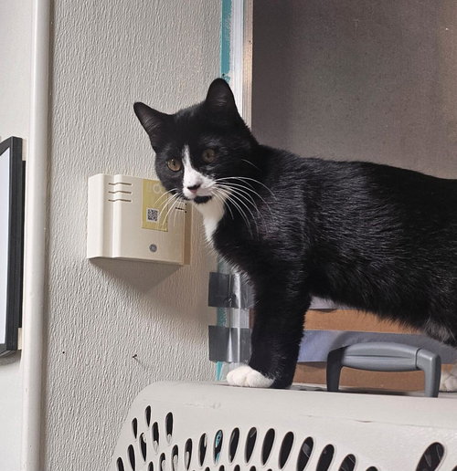 TIPPY - Domestic Short Hair available for adoption