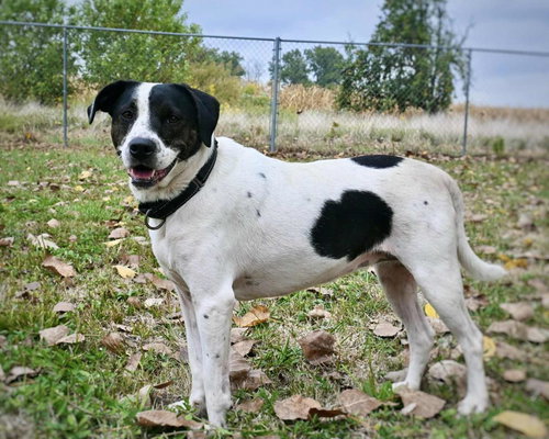 picture of the dog needing adoption