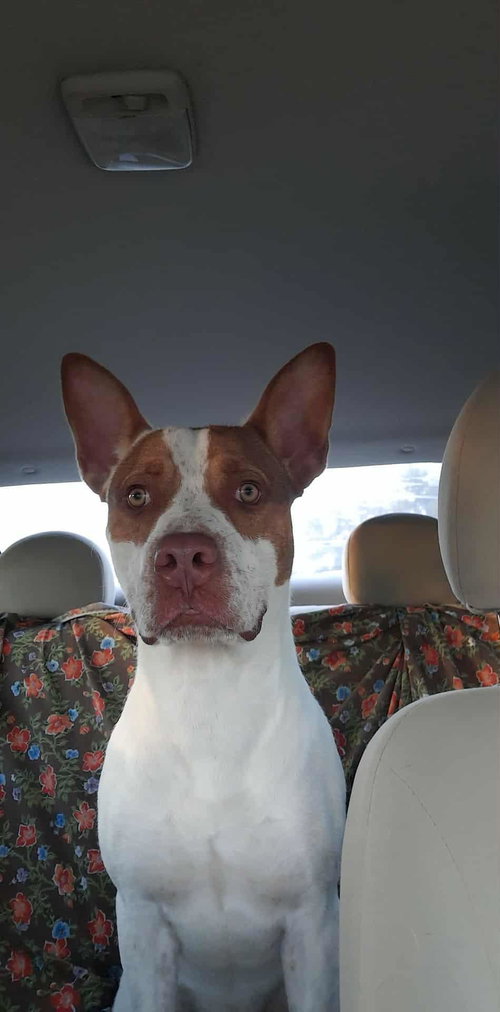 picture of the dog needing adoption