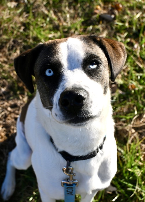 picture of the dog needing adoption