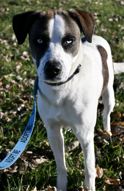 GEMMA - Unknown available for adoption