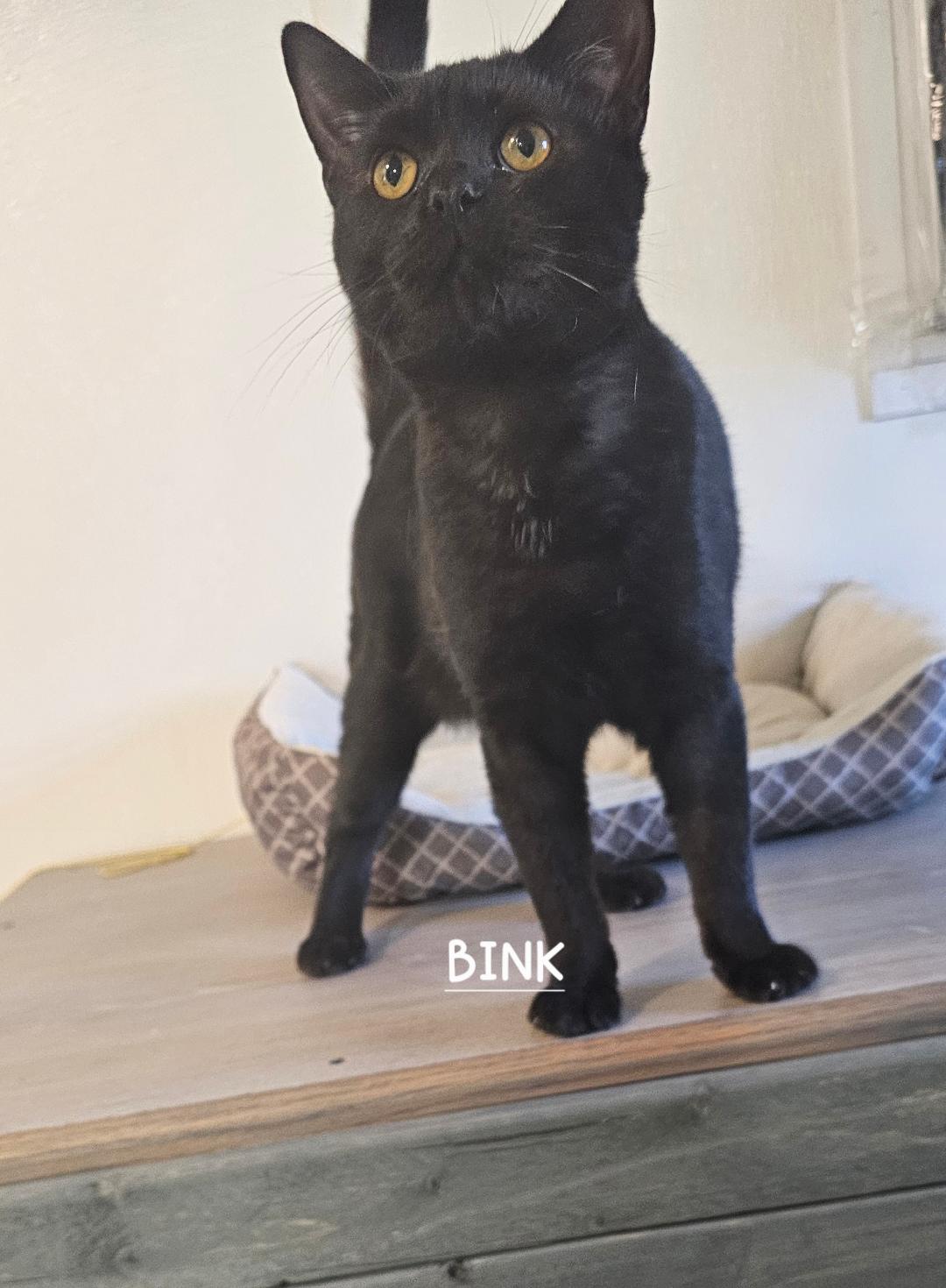 Binx Image