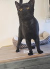 Binx - Photo 1