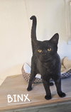 Binx - Photo 2