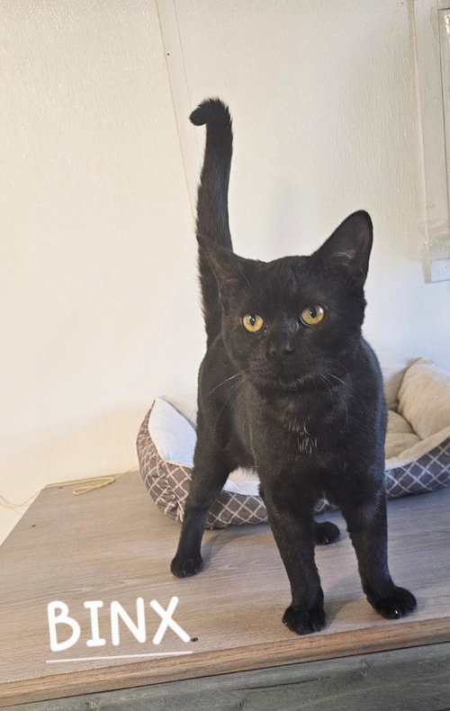 BINX - Domestic Short Hair available for adoption