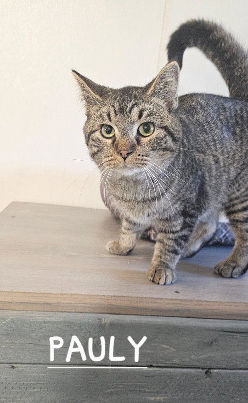 PAULY - Domestic Short Hair available for adoption
