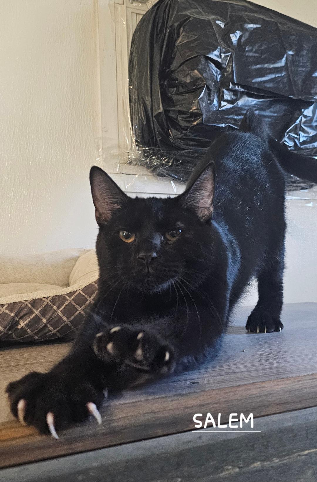 SALEM Image