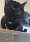 SALEM - Photo 2