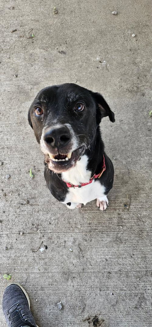 picture of the dog needing adoption