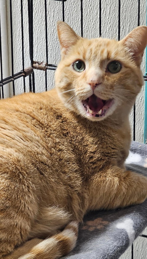picture of the cat needing adoption