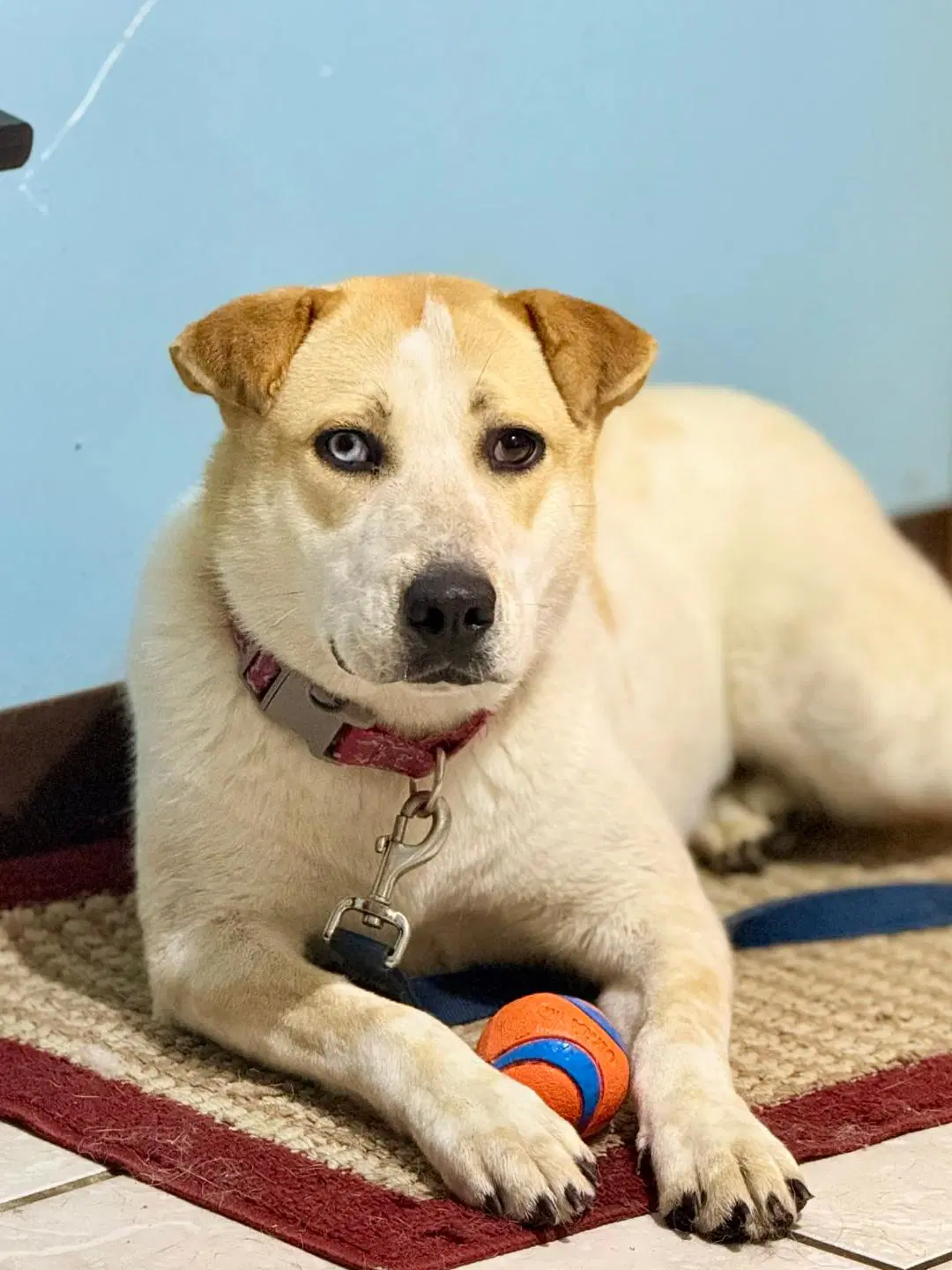 Mango - Red Heeler