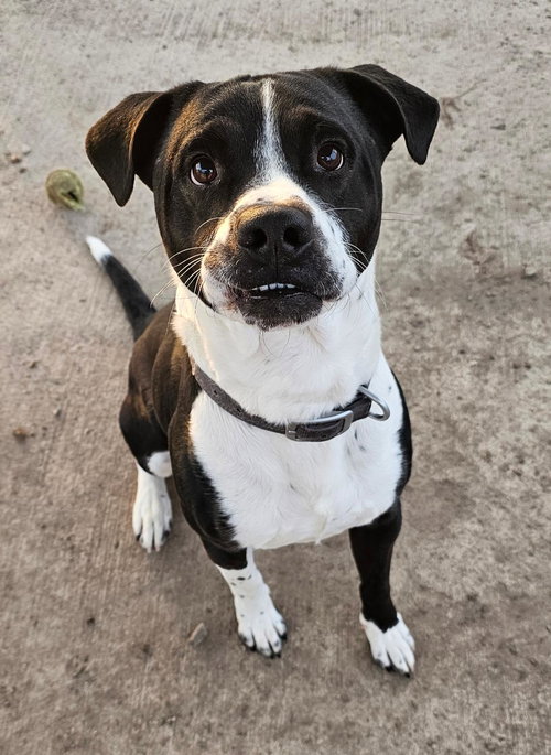 picture of the dog needing adoption