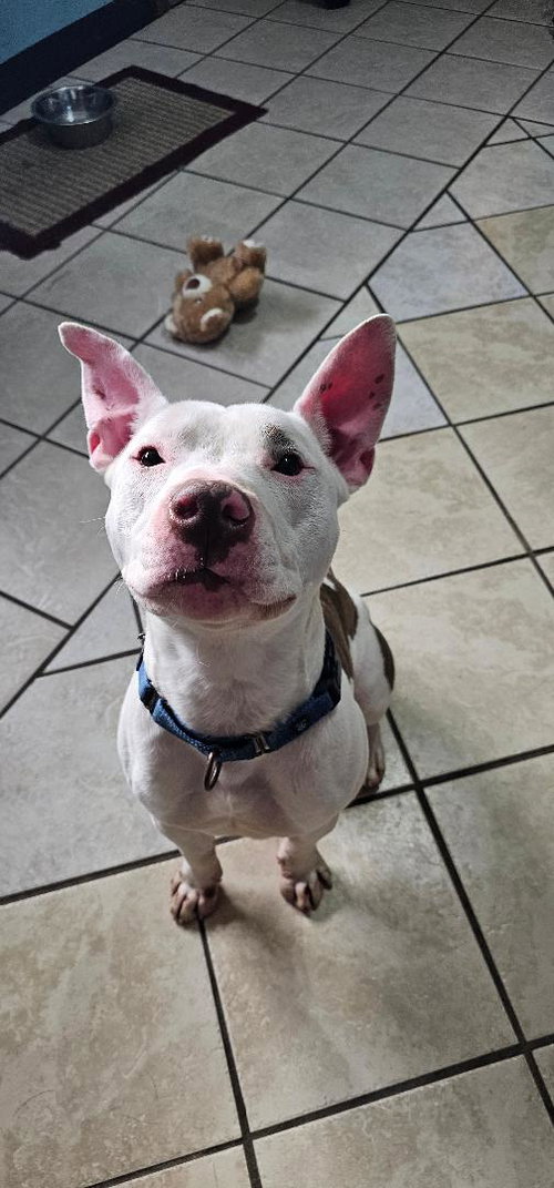 picture of the dog needing adoption