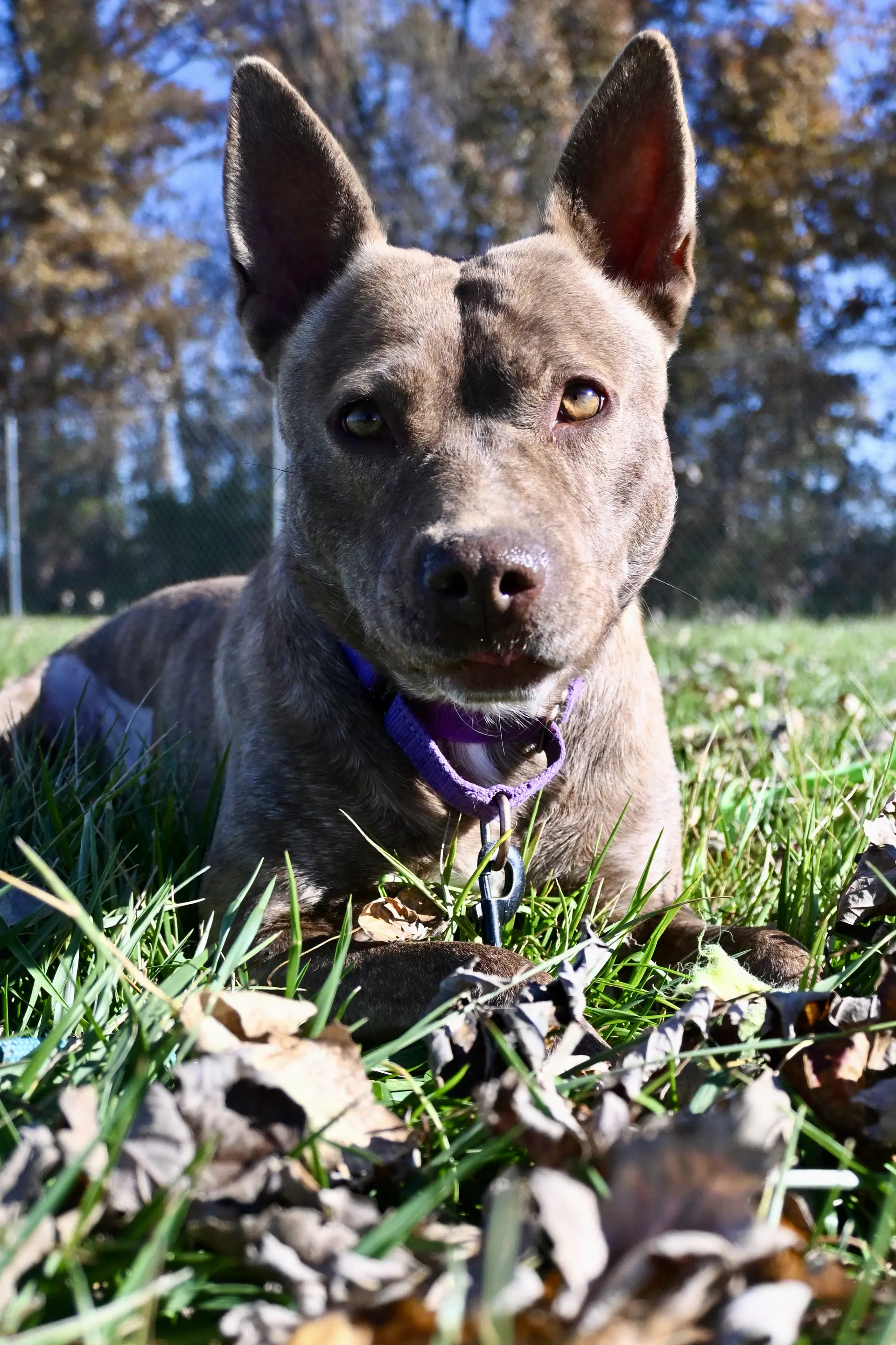 Goose - Cattle Dog