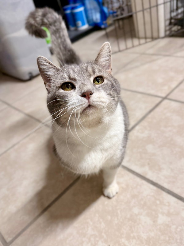 Petunia