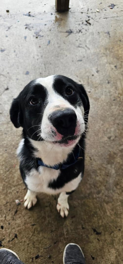 picture of the dog needing adoption