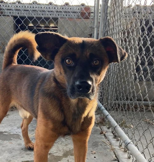 picture of the dog needing adoption