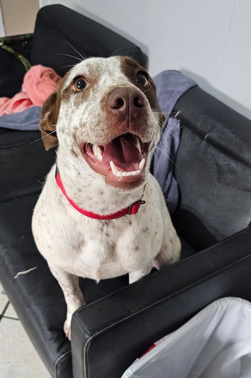 picture of the dog needing adoption