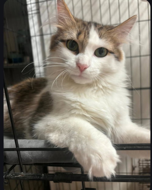 picture of the cat needing adoption