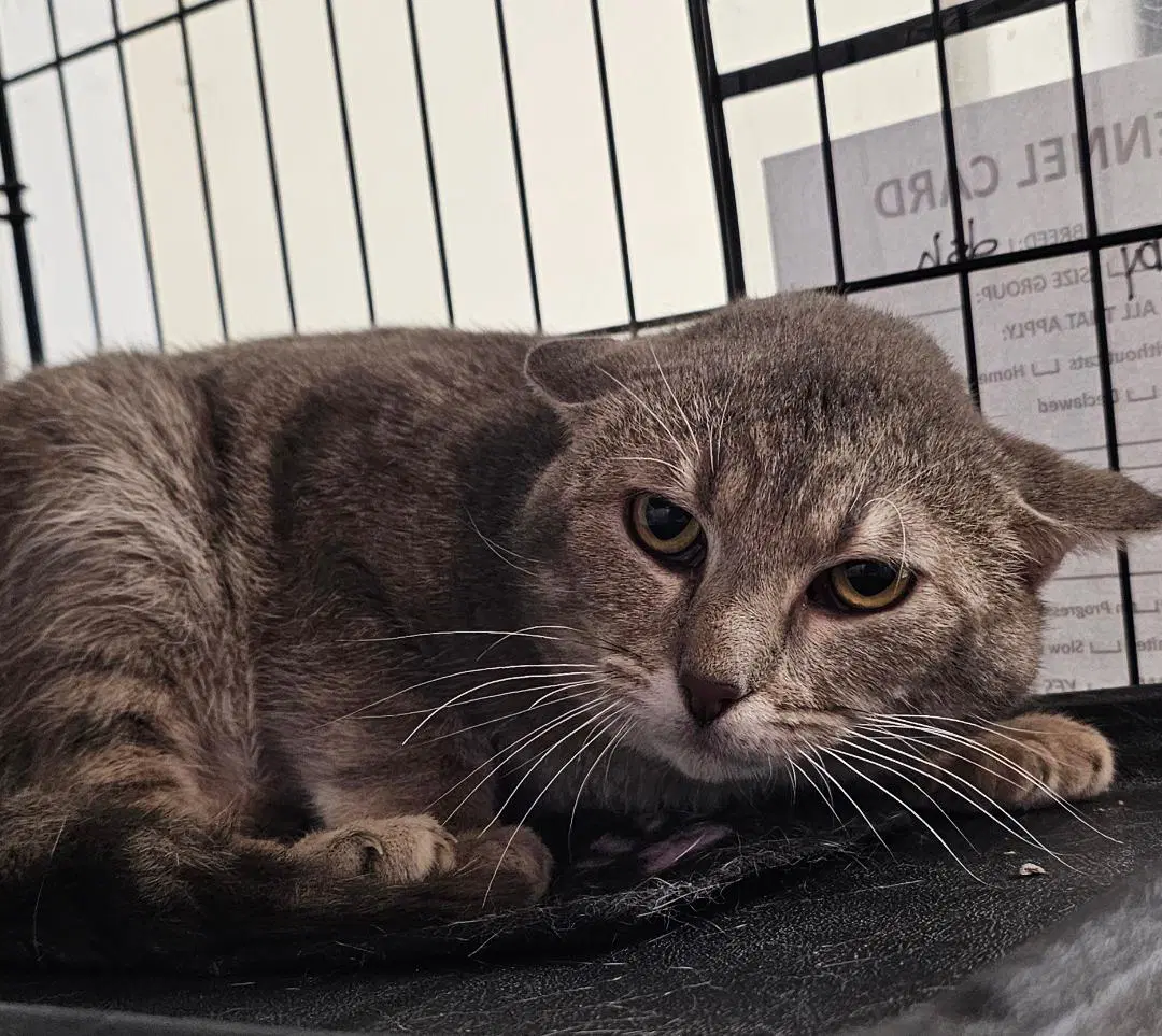 Cosmo - Domestic Short Hair