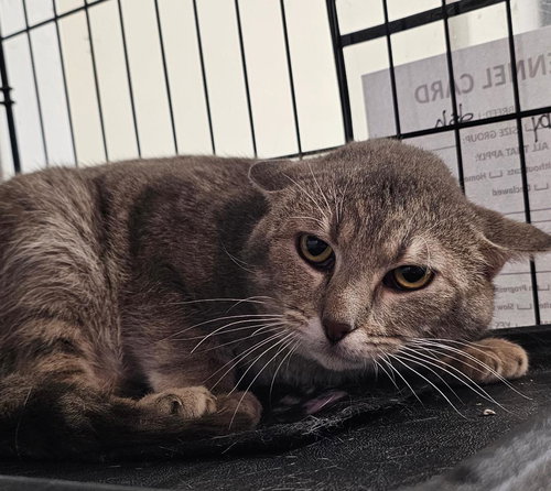 COSMO, an adoptable Domestic Short Hair in DuQuoin, IL