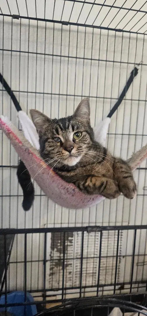 Nellie - Domestic Short Hair