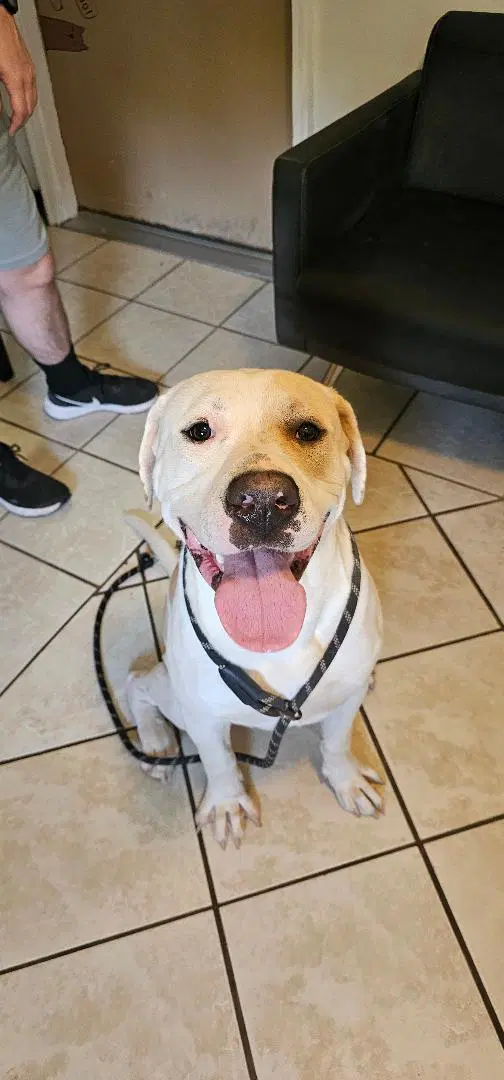 Hambone - American Pit Bull Terrier