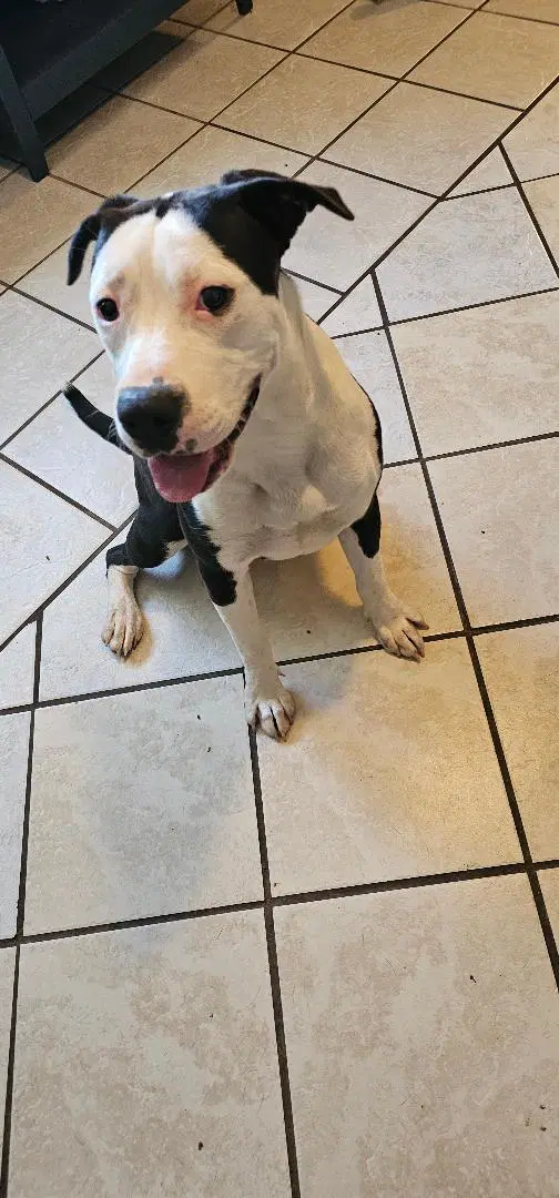 Piggy - American Pit Bull Terrier