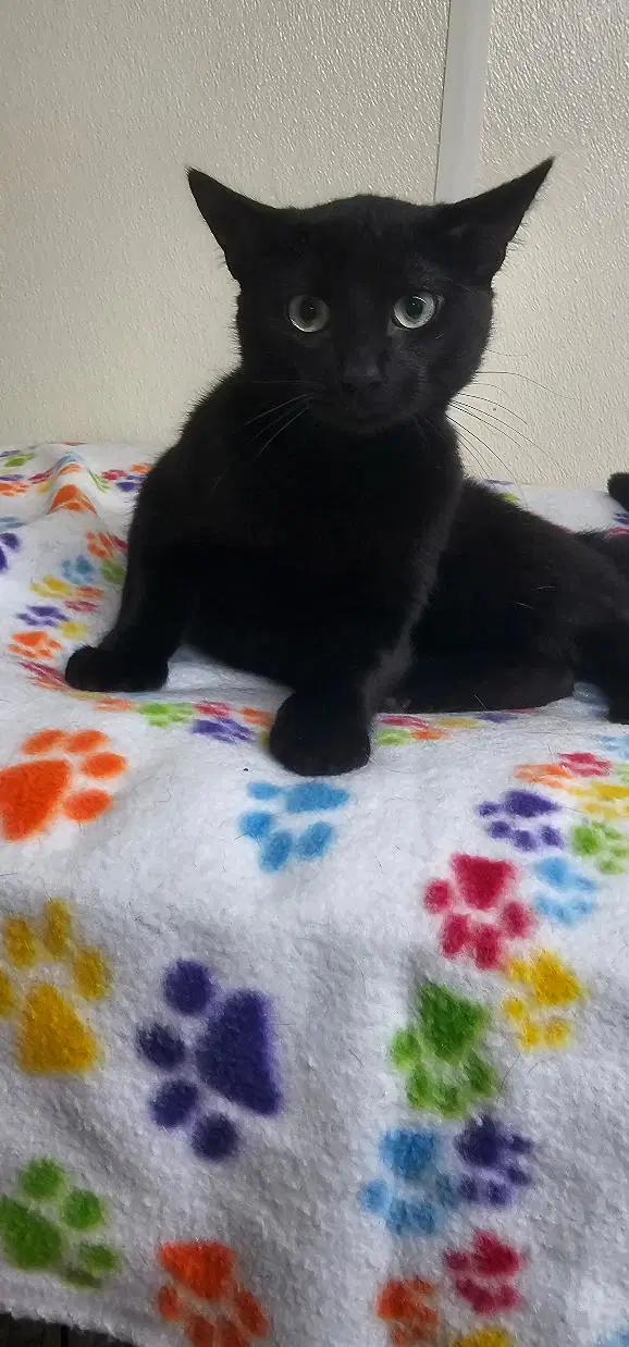Licorice - Domestic Short Hair
