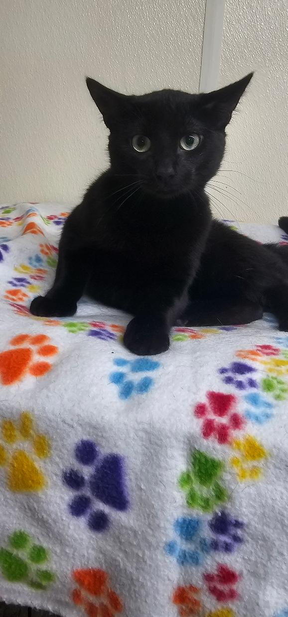 Licorice