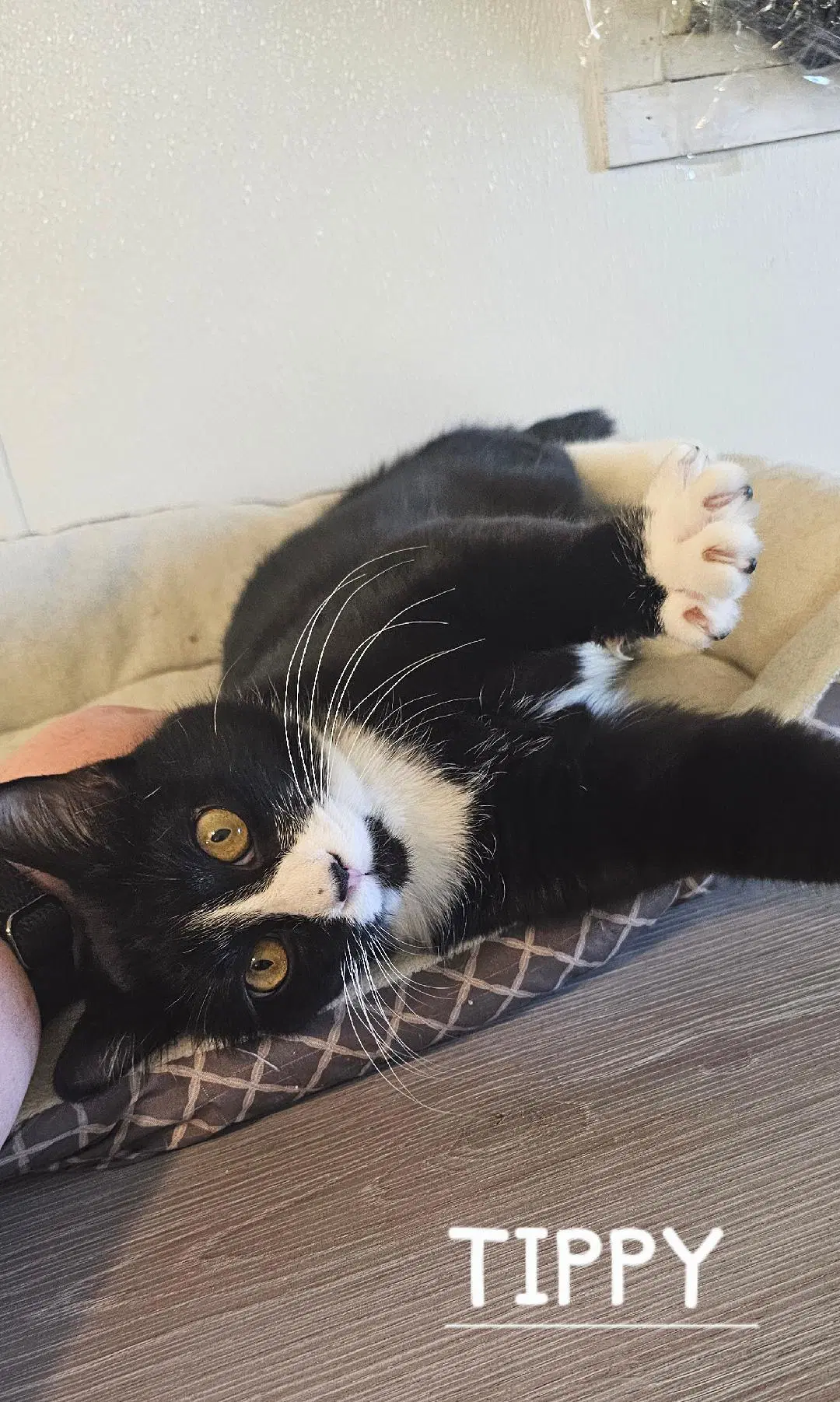 Tippy - Domestic Short Hair