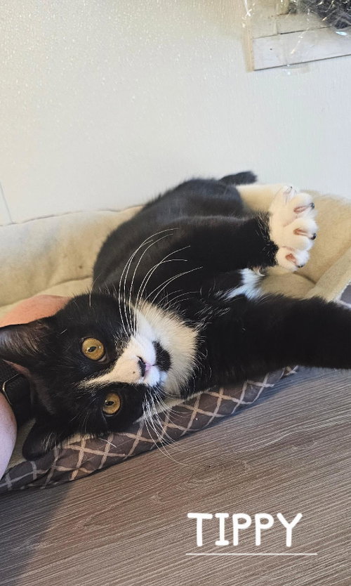 TIPPY, an adoptable Domestic Short Hair in DuQuoin, IL