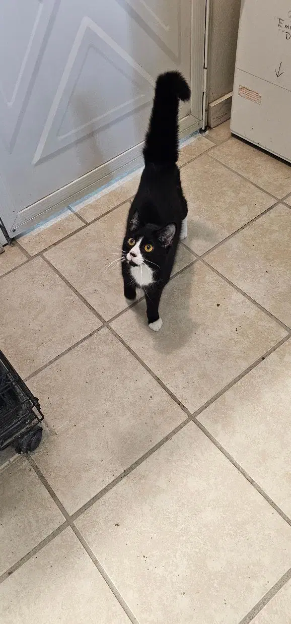 Tippy image 3