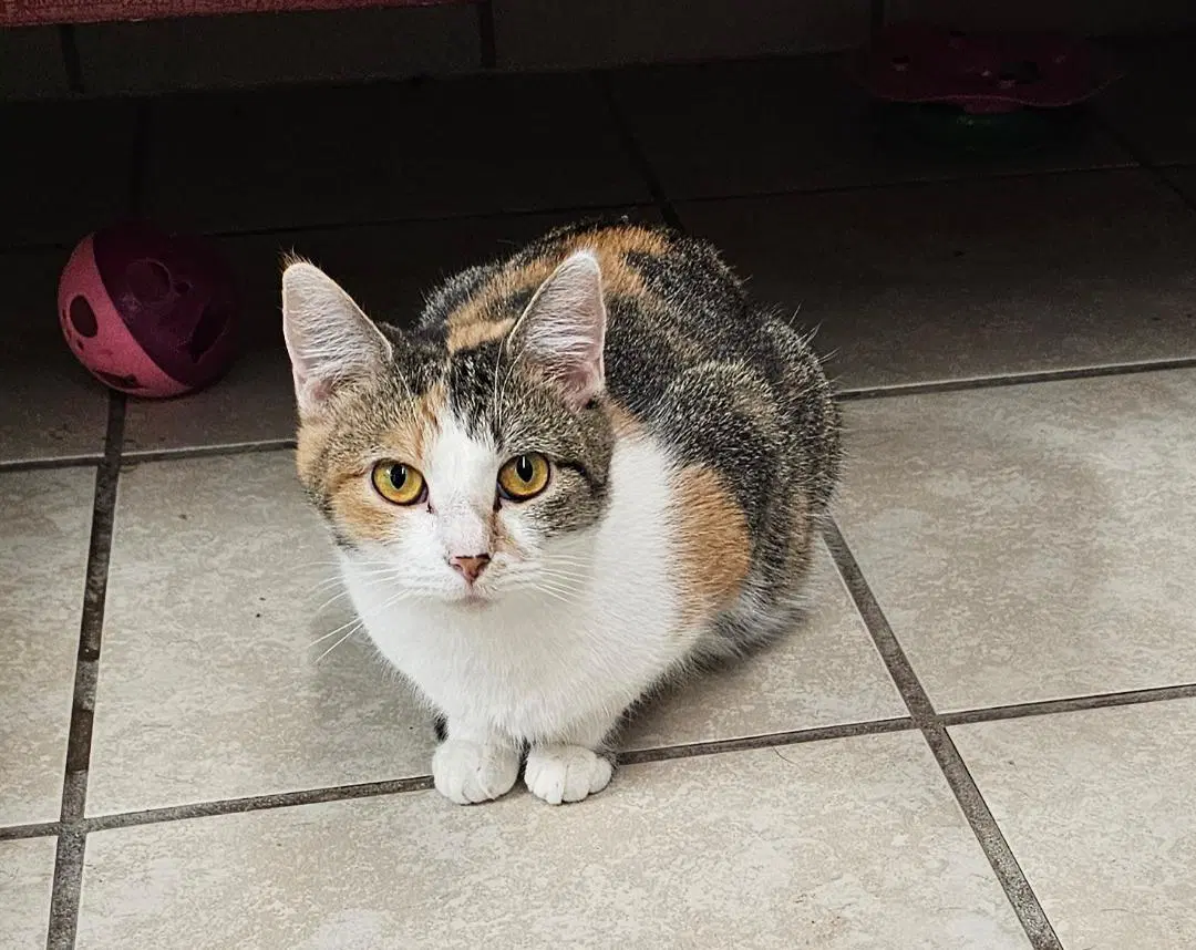 Jupiter - Domestic Short Hair