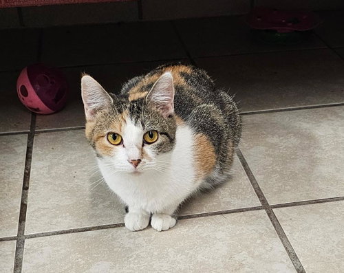 JUPITER, an adoptable Domestic Short Hair in DuQuoin, IL