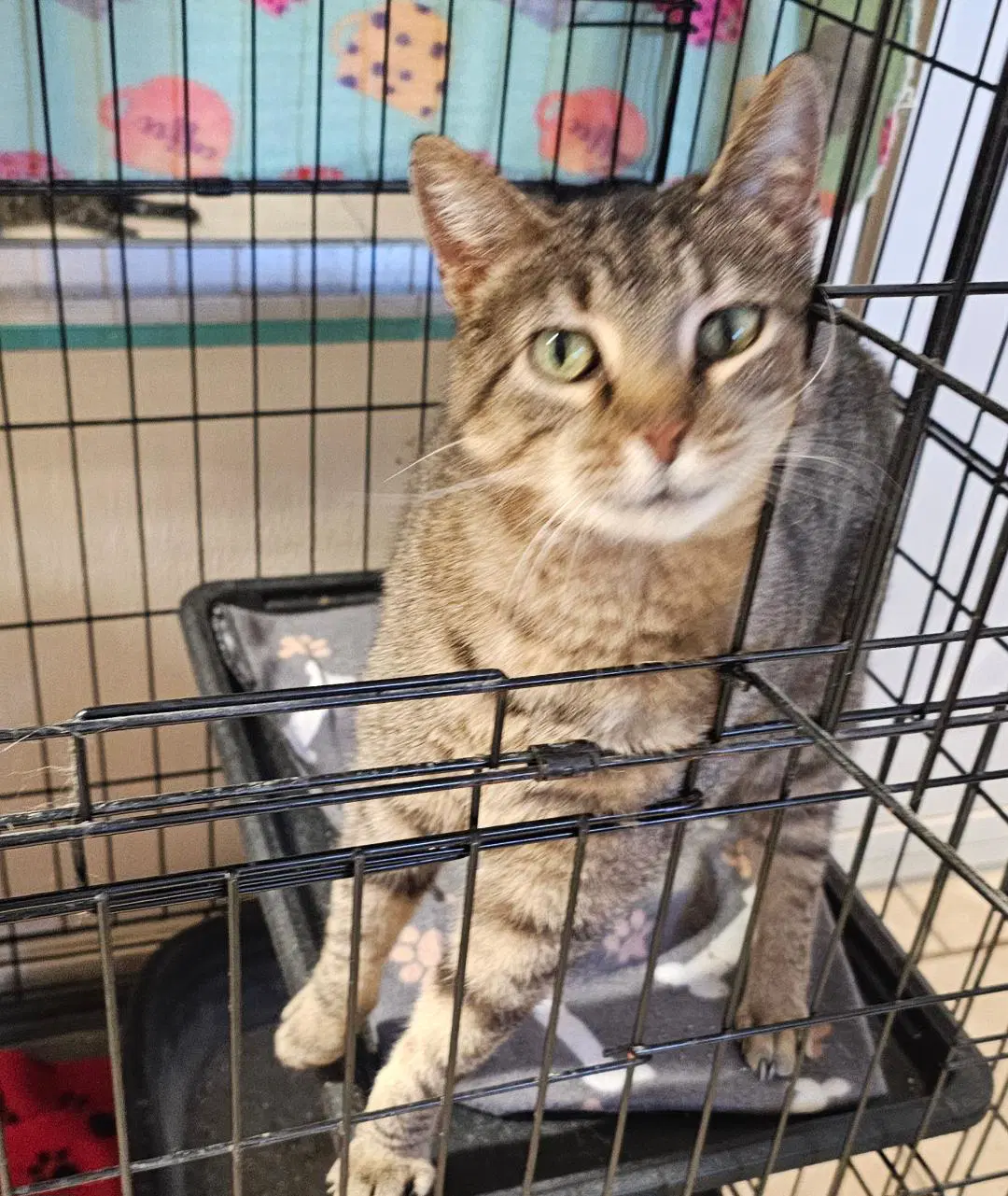 Lottie - Domestic Short Hair